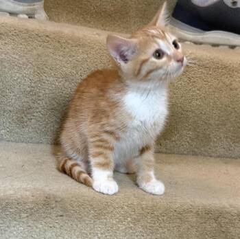 Sunny -  Domestic Short Hair Cat for Adoption in Kannapolis, North Carolina - Sunny | PetCurious