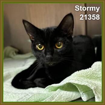 STORMY (see also MISTY) -  Domestic Short Hair Cat for Adoption in Marietta, Georgia - STORMY (see Also MISTY) | PetCurious