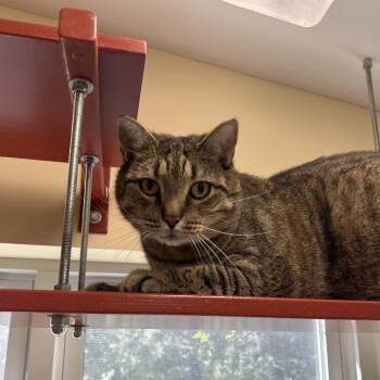 Chappy -  Domestic Short Hair Cat for Adoption in Bedford, New Hampshire - Chappy | PetCurious