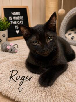 Ruger -  Domestic Short Hair Cat for Adoption in Dalton, Georgia - Ruger | PetCurious