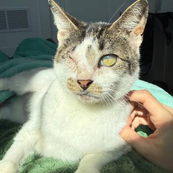 Domestic Short Hair Cats Available for Adoption in Philadelphia, Pennsylvania - Journey | PetCurious