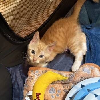 Miss Peaches -  American Shorthair Cat for Adoption in Freeport, Florida - Miss Peaches | PetCurious