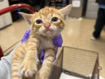 Domestic Short Hair Cats Available for Adoption in Doral, Florida - ROCKO | PetCurious