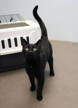 Domestic Short Hair Cats Available for Adoption - Coral | PetCurious
