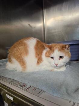 Quintessa -  Domestic Short Hair Cat for Adoption in Cortland, New York - Quintessa | PetCurious
