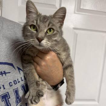 Domestic Short Hair Cats Available for Adoption in Fairfax, Virginia - Nickel | PetCurious