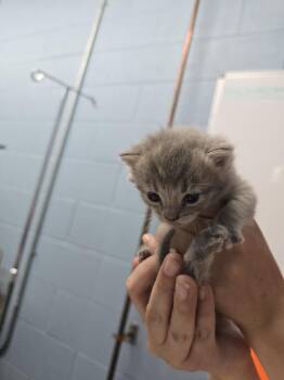 Motrin -  Domestic Short Hair Cat for Adoption in Evansville, Indiana - Motrin | PetCurious