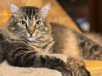 Stanley, "not every cat is like this" the Personality -  Domestic Medium Hair and Maine Coon Cat for Adoption in New York, New York - Stanley, "not Every Cat Is Like This" The Personality | PetCurious