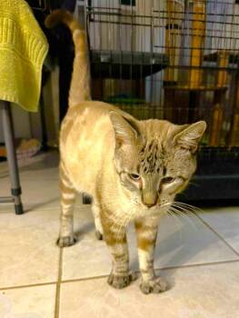 Rescue Siamese Cats for Adoption in New Braunfels, Texas - Wang Zi | PetCurious
