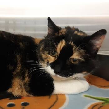 Domestic Short Hair Cats Available for Adoption - Skitter | PetCurious