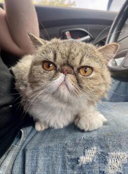 Duchess -  Persian Cat for Adoption in Goodyear, Arizona - Duchess | PetCurious