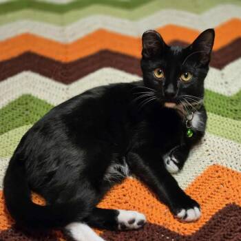 Spiderman -  Domestic Short Hair Cat for Adoption in Stoughton, Wisconsin - Spiderman | PetCurious