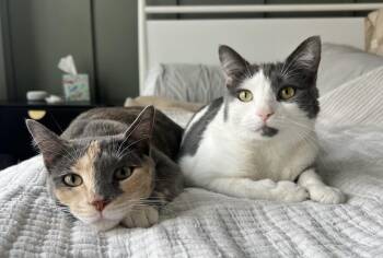 Rescue Domestic Short Hair Cats for Adoption in Philadelphia, Pennsylvania - Carly & Clara Bow | PetCurious