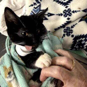 Domestic Medium Hair Cats Available for Adoption - Brad | PetCurious