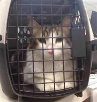 Domestic Short Hair Cats Available for Adoption in Oklahoma City, Oklahoma - WILSON | PetCurious