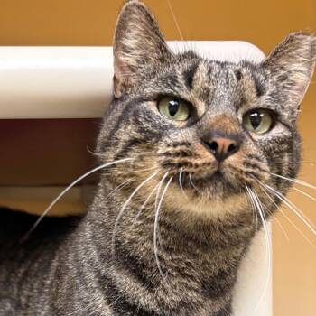 Edwina -  Domestic Short Hair Cat for Adoption in East Hanover, New Jersey - Edwina | PetCurious