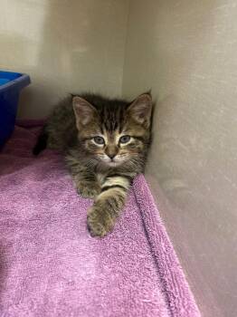 Jessi-cat Jones -  Domestic Short Hair Cat for Adoption in Winnipeg, Manitoba - Jessi-cat Jones | PetCurious