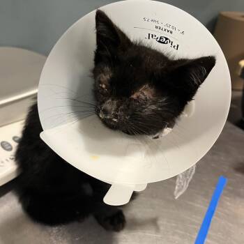 Toyota Tacoma -  Domestic Medium Hair Cat for Adoption in Chattanooga, Tennessee - Toyota Tacoma | PetCurious