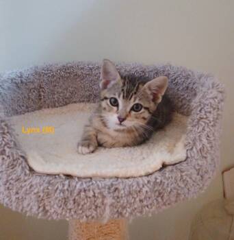 LYNX  - Male Kitten -  Tabby Cat for Adoption in Hillsboro, Oregon - LYNX  - Male Kitten | PetCurious