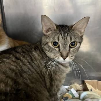 Journey -  Domestic Short Hair Cat for Adoption in Lyndhurst, Virginia - Journey | PetCurious