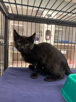 Bubby (Hamilton) -  Domestic Short Hair Cat for Adoption in Johnson City, Tennessee - Bubby (Hamilton) | PetCurious