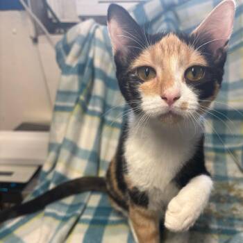 Nova-Coming Soon -  Calico Cat for Adoption in Arlington, Virginia - Nova-Coming Soon | PetCurious