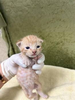 Domestic Short Hair Cats Available for Adoption in Riverside, California - STITCH | PetCurious