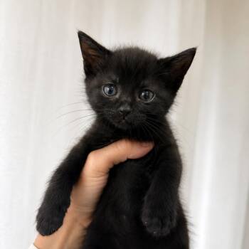 MANGO HABANERO -  Bombay and Domestic Short Hair Cat for Adoption in Columbus, Ohio - MANGO HABANERO | PetCurious