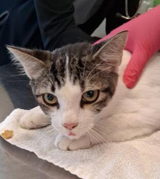Holstein -  Domestic Short Hair Cat for Adoption in Lafayette, Indiana - Holstein | PetCurious