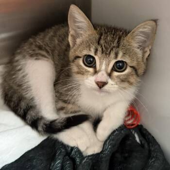 Kent Taylor -  Domestic Short Hair Cat for Adoption in Los Angeles, California - Kent Taylor | PetCurious