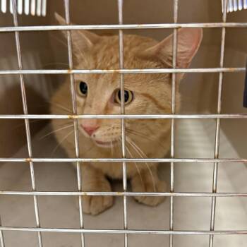 Chatterbox -  Domestic Short Hair Cat for Adoption in Rifle, Colorado - Chatterbox | PetCurious