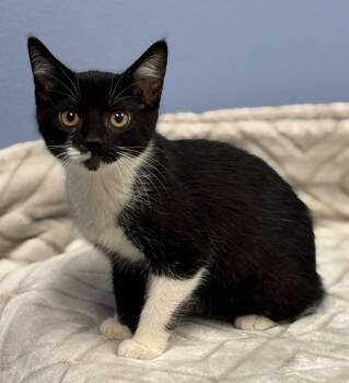 Rescue Domestic Short Hair Cats for Adoption in Little Rock, Arkansas - Mira | PetCurious