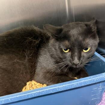 Shadow -  Domestic Short Hair Cat for Adoption in Warrensburg, Missouri - Shadow | PetCurious