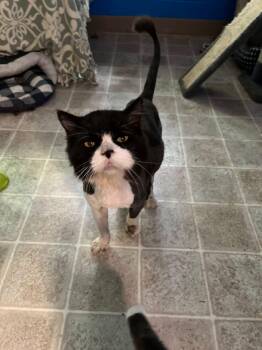Rupert -  Domestic Long Hair Cat for Adoption in Salem, West Virginia - Rupert | PetCurious