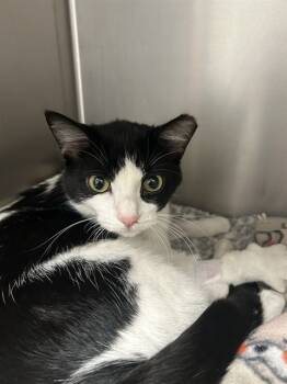 Rescue Domestic Short Hair Cats for Adoption in Omaha, Nebraska - LORD FLUFFERS | PetCurious