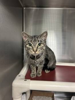 Rescue Domestic Short Hair Cats for Adoption in Fallston, Maryland - Atari | PetCurious