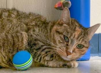 Penelope -  Domestic Short Hair Cat for Adoption in Verona, Wisconsin - Penelope | PetCurious