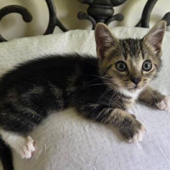 Rambo -  Domestic Short Hair Cat for Adoption in West Palm Beach, Florida - Rambo | PetCurious