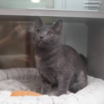 Moet -  Domestic Short Hair Cat for Adoption in Ridgefield, Connecticut - Moet | PetCurious