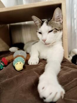 Dijon -  Domestic Short Hair Cat for Adoption in San Juan Capistrano, California - Dijon | PetCurious