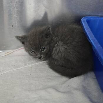 Juliette 26-0330 -  Domestic Short Hair Cat for Adoption in Yanceyville, North Carolina - Juliette 26-0330 | PetCurious