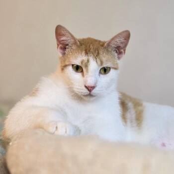 Domestic Short Hair Cats Available for Adoption - Robbie Turner | PetCurious