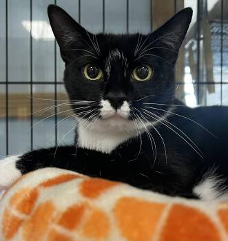 Melinda -  Domestic Short Hair Cat for Adoption in Johnston, Rhode Island - Melinda | PetCurious