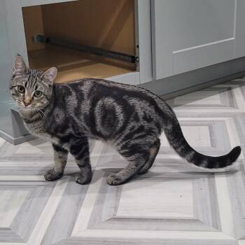 Rescue Domestic Short Hair Cats for Adoption in Coos Bay, Oregon - Mikey | PetCurious