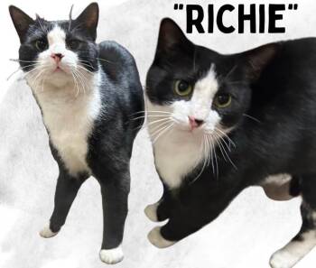 Domestic Short Hair Cats Available for Adoption in Scranton, Pennsylvania - Richie | PetCurious