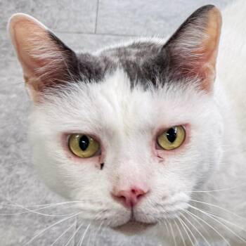 Catty -  Domestic Short Hair Cat for Adoption in Kennebunk, Maine - Catty | PetCurious
