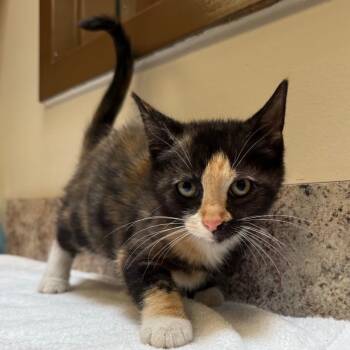 Apple Butter -  Domestic Short Hair Cat for Adoption in York, Pennsylvania - Apple Butter | PetCurious