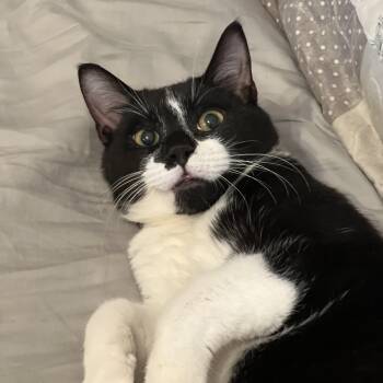 Domestic Short Hair Cats Available for Adoption - Baby New Year  | PetCurious