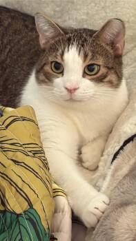 Domestic Short Hair Cats Available for Adoption - Pumpkin | PetCurious