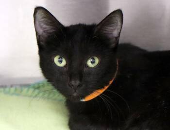 Jan (AO37859) -  Domestic Short Hair Cat for Adoption in Kansas City, Kansas - Jan (AO37859) | PetCurious